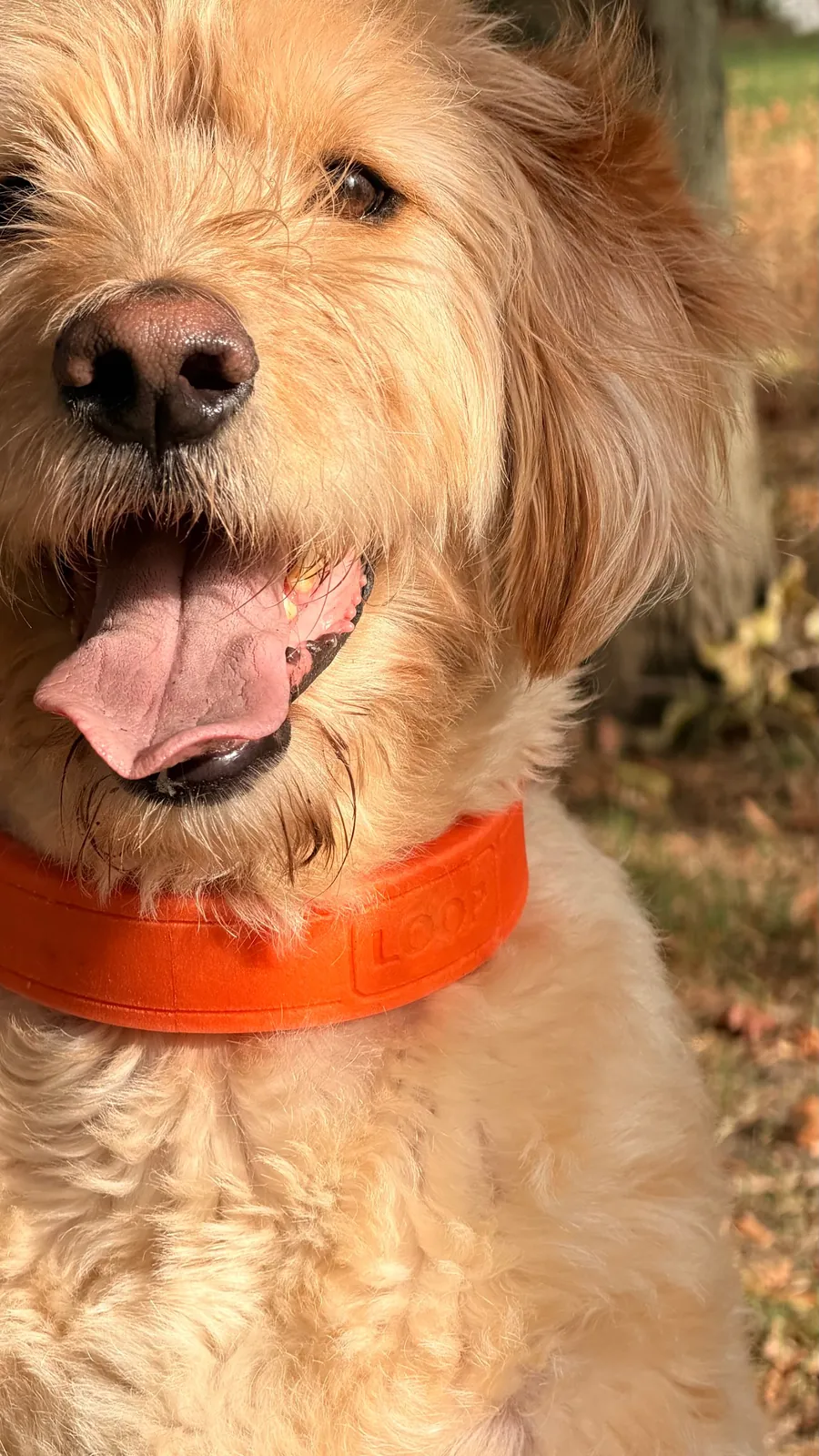 Fergus, a golden labradoodle, with his tongue out in the first working LOOP collar